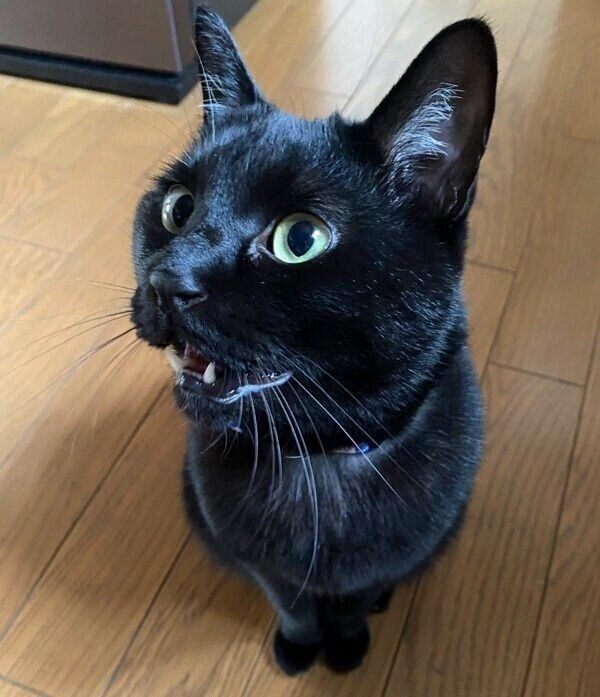 おやつを欲しがるうにくん