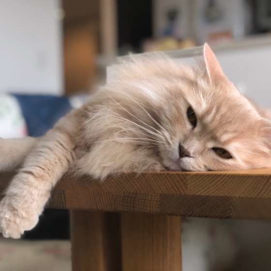 机の上で寝転がるラガマフィン