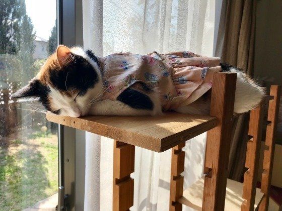 お昼寝をするミケ