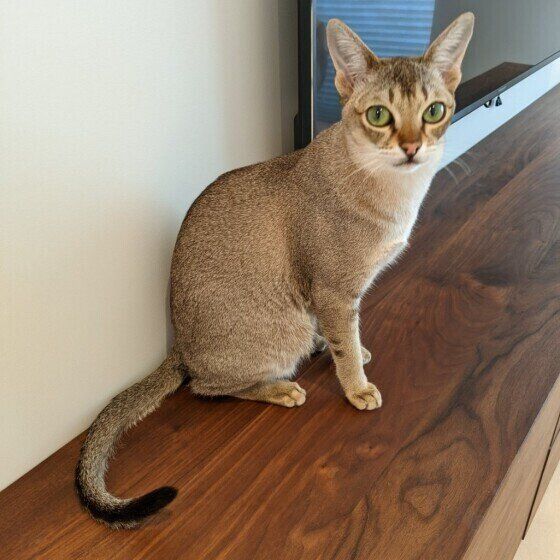 シンガプーラのまめ太郎ちゃん