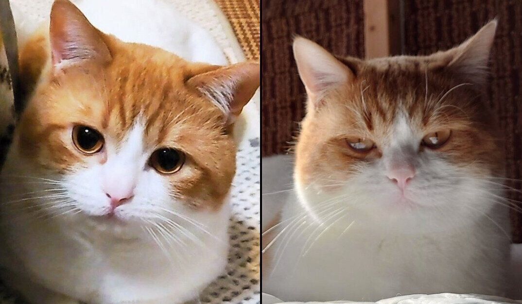 表情の差がスゴいおちゃまるくん