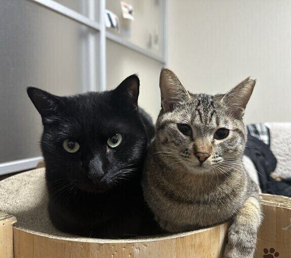 《写真左から》兄猫・ジジくん、はるちゃん。
