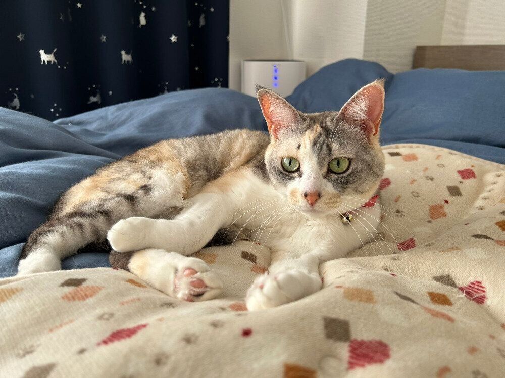 くつろいでいる猫