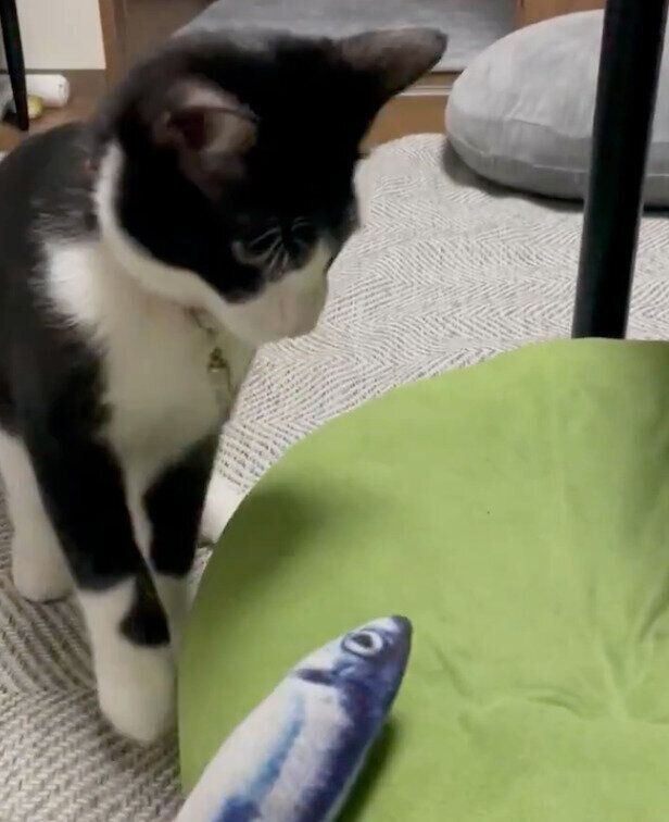 おもちゃで遊ぶはまちくん