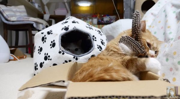 じゃらしに夢中な猫