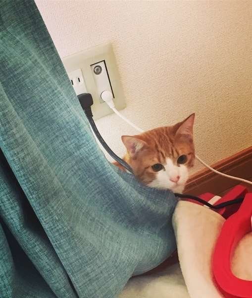 掃除機の大きな音におびえてしまう猫は多いもの