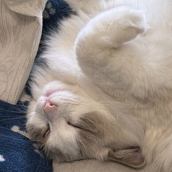 ラグドール　鈴(リン)  