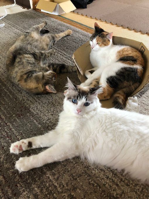 床でくつろぐ3匹の猫