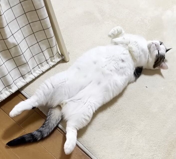 へそ天する豆大福ちゃん