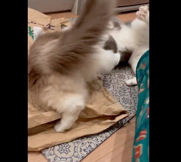 じゃれ合うコテツくんとまるくん