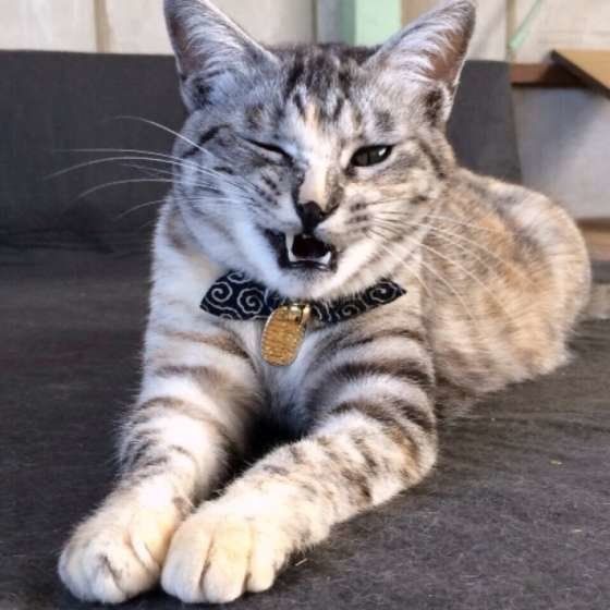 悪い顔をする猫