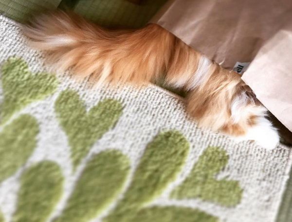 紙袋で遊ぶペルシャ