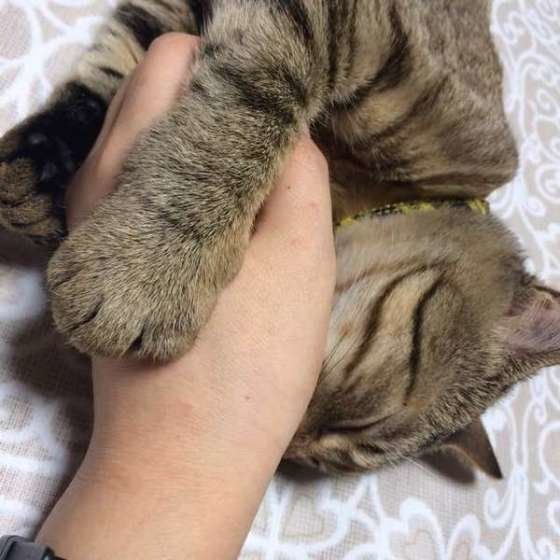 スリスリするサバトラ