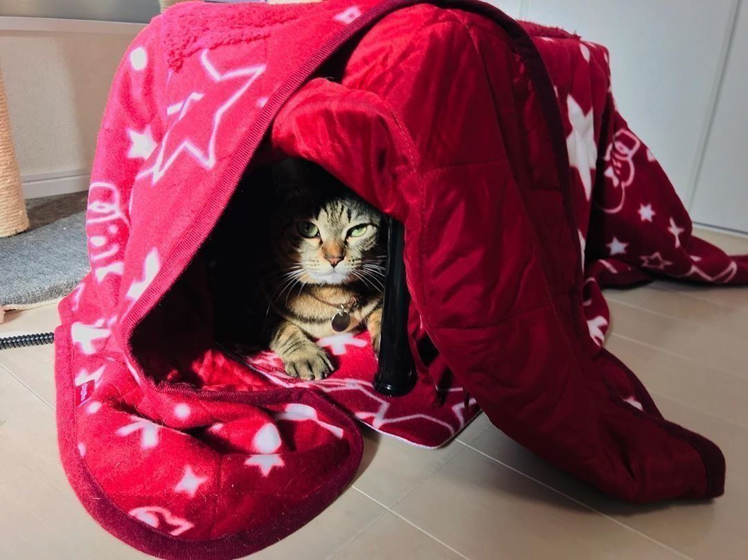 こたつ猫のカメラ目線