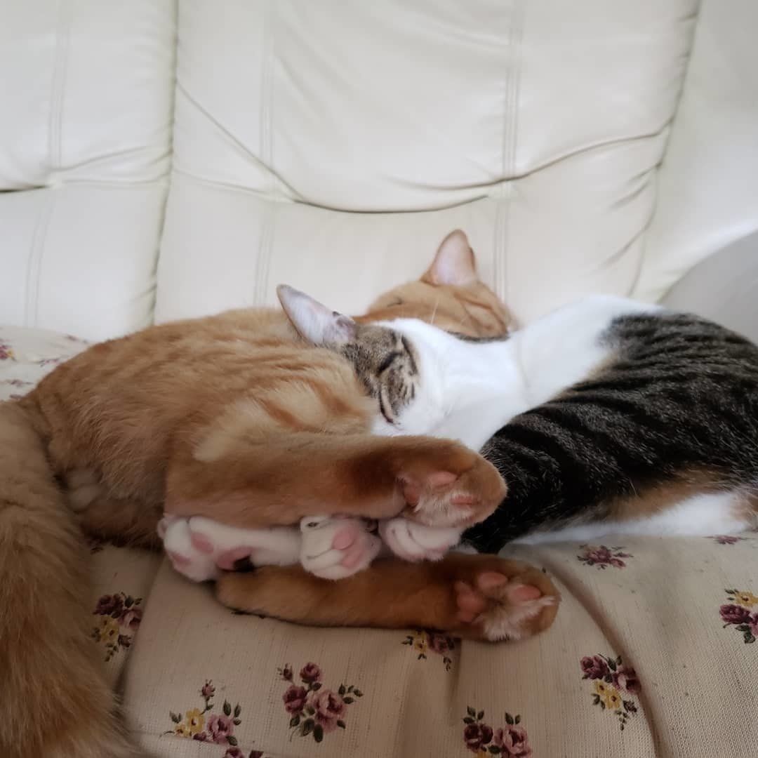 足を挟んで眠る2匹の猫