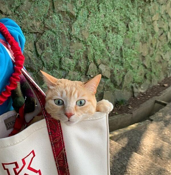 トートバッグに入るもいわちゃん