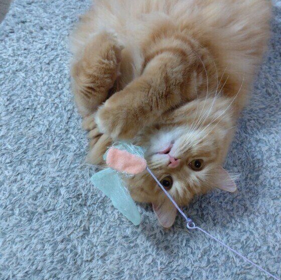 ラガマフィンのカイくん