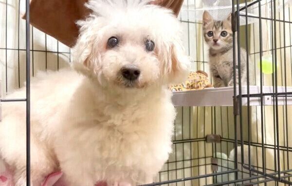 先住犬・モコちゃんとあめちゃん