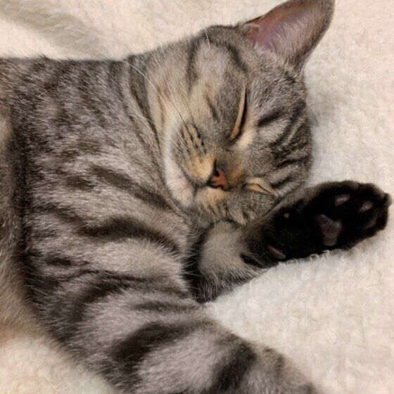 スコティッシュフォールドの齋藤まりもちゃん