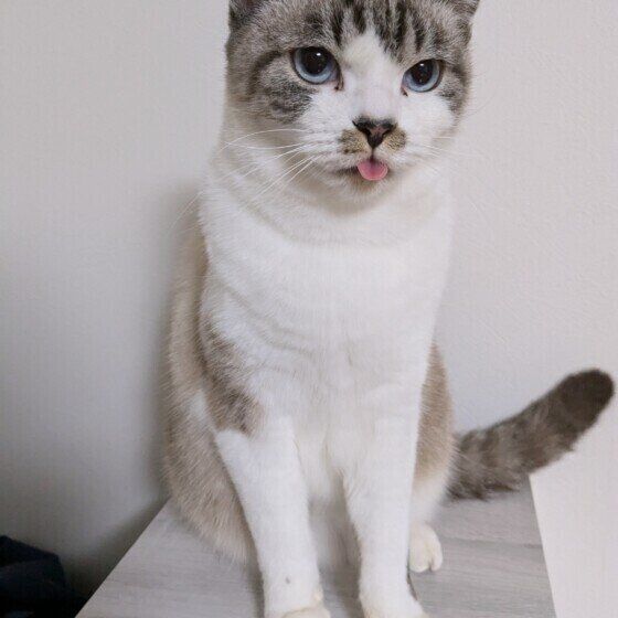 舌を出している茶白猫