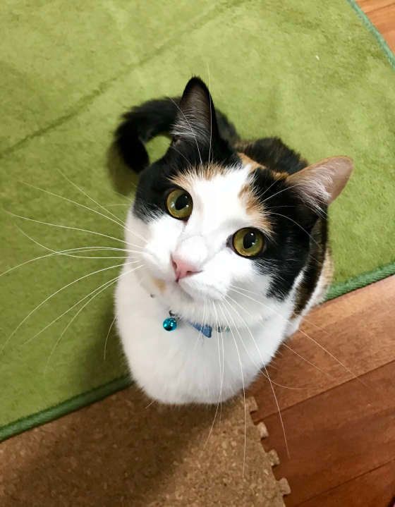 緑のカーペットの上にいるMIXミケ猫