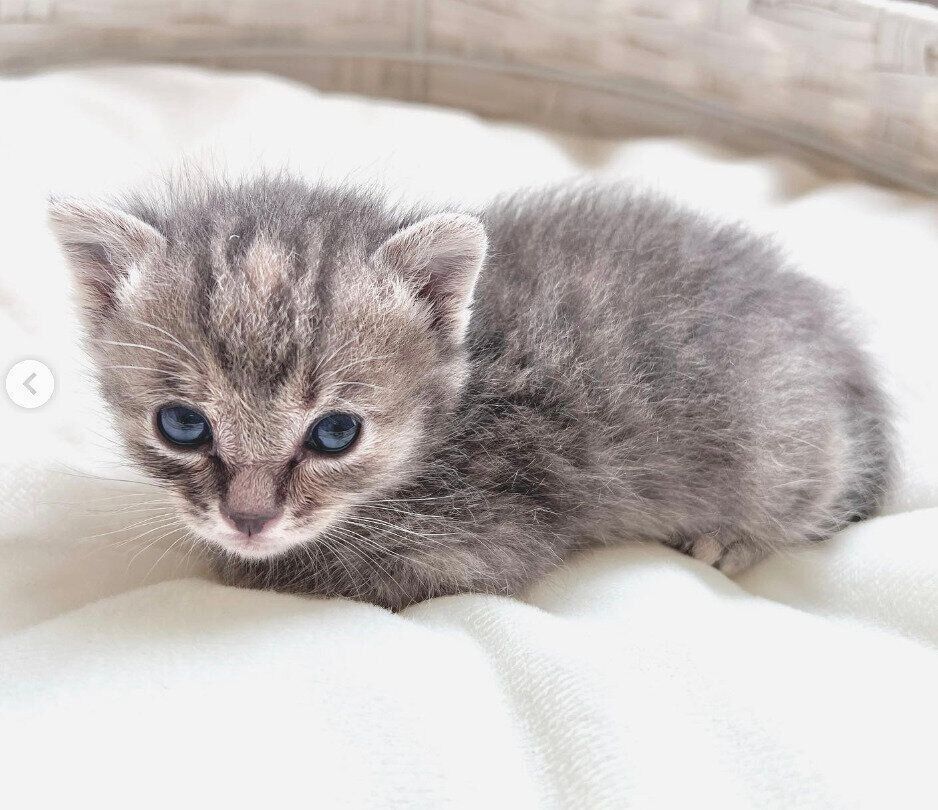 保護したばかりの頃のコユビちゃん