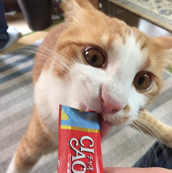 ちゅ〜るを必死に食べる猫