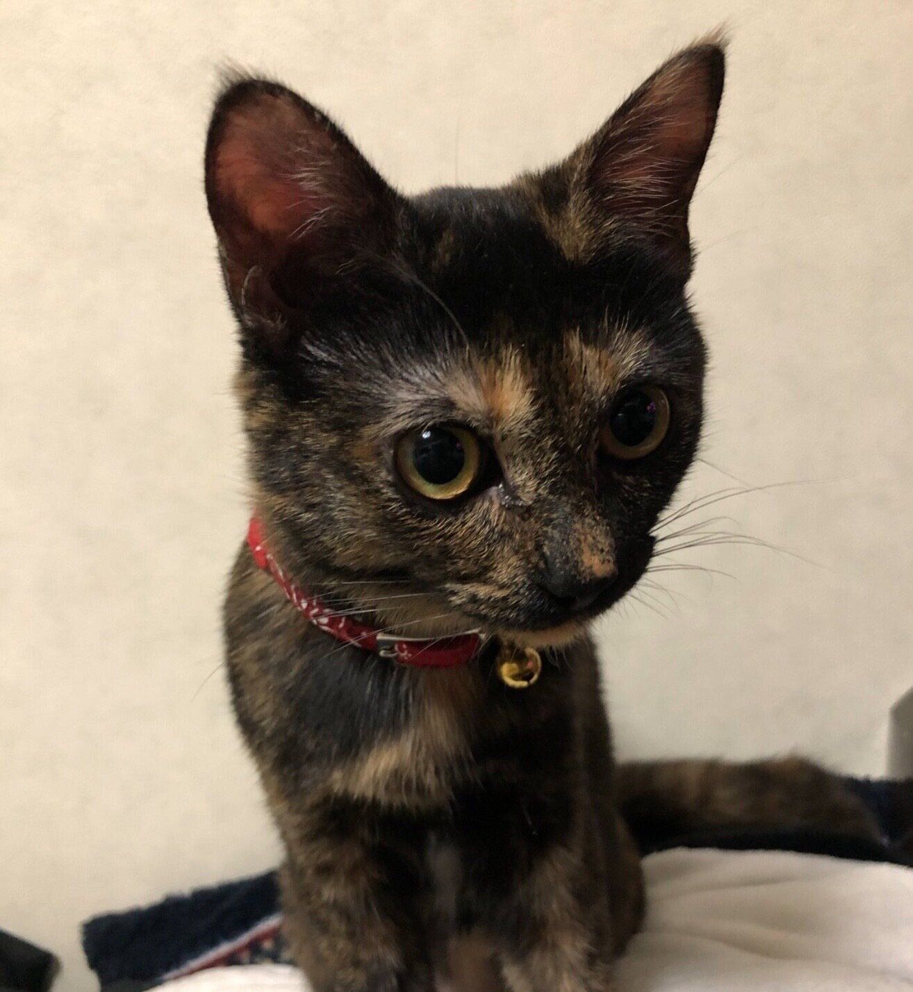 目がパッチリ開いたつなちゃん