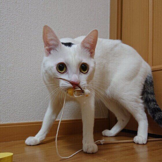 おもちゃを離さないゆきみくん