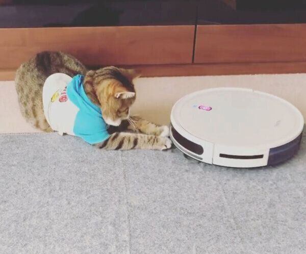 お掃除ロボットに果敢に勝負を挑むちびたんくん