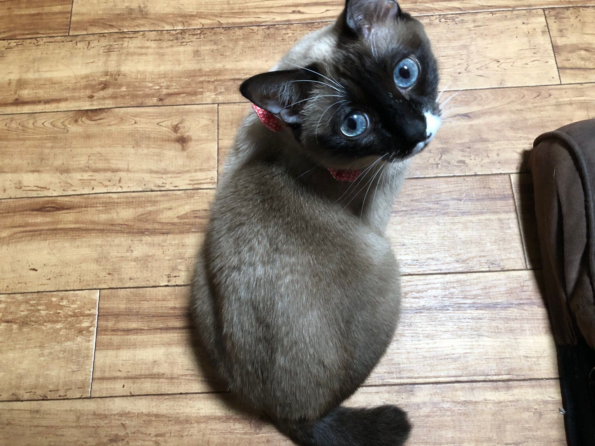 キレイなブルーの瞳が印象的な1枚