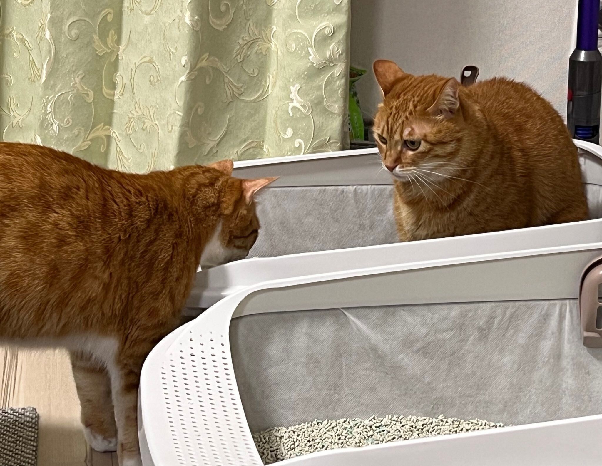 トイレ中のカイちゃんのことを見つめるクウちゃん