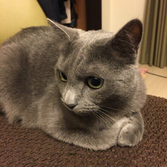 くつろぐロシアンブルー