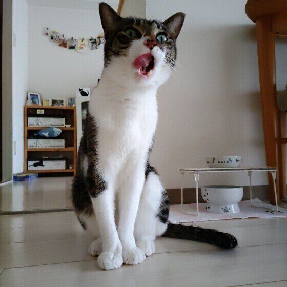 元気なガジラちゃん