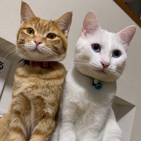 仲良しの茶トラと白猫