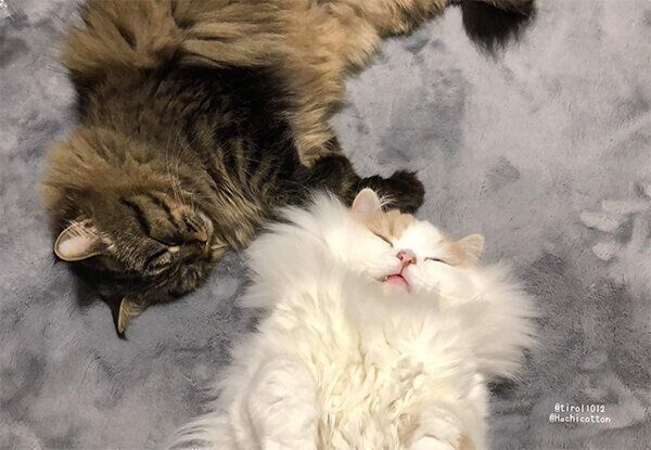 チロルくん、アポロくん