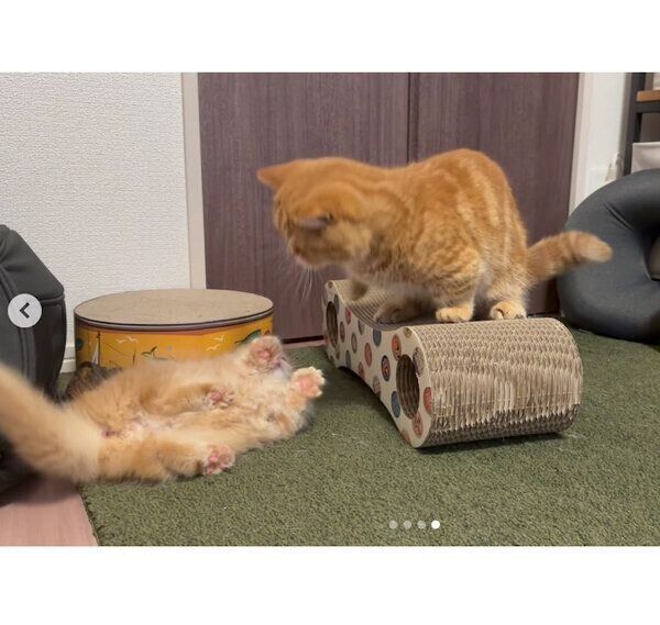 メリダちゃんのことが気になるダイナくん