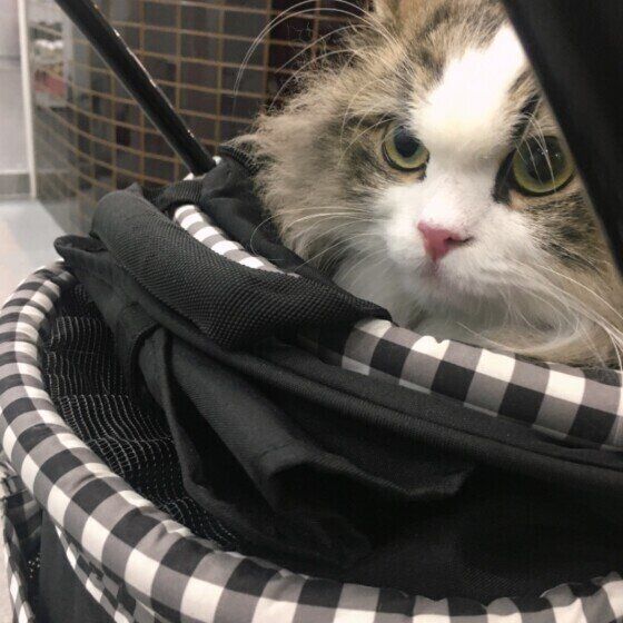 怖がるマフィンくん