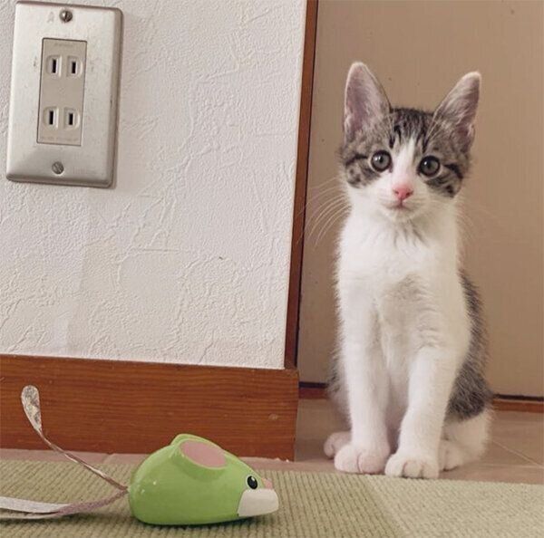 見つめるコタツくん