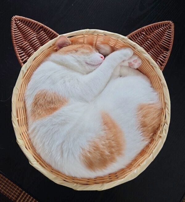 カゴの中で気持ちよさそうに眠るおちゃまるくん