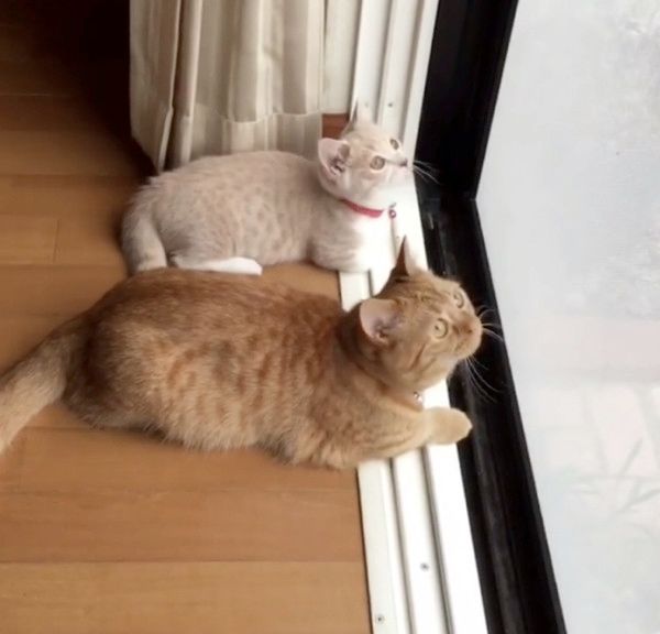 動きがシンクロする猫