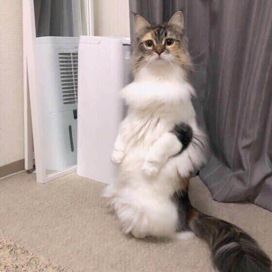 ノルウェージアンフォレストキャット ココアちゃん