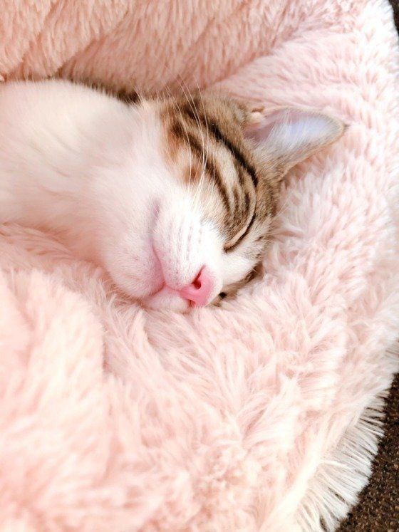 ボアにくるまって眠る子猫