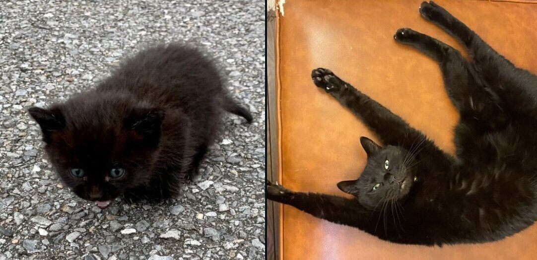 トトちゃんの成長ビフォーアフター