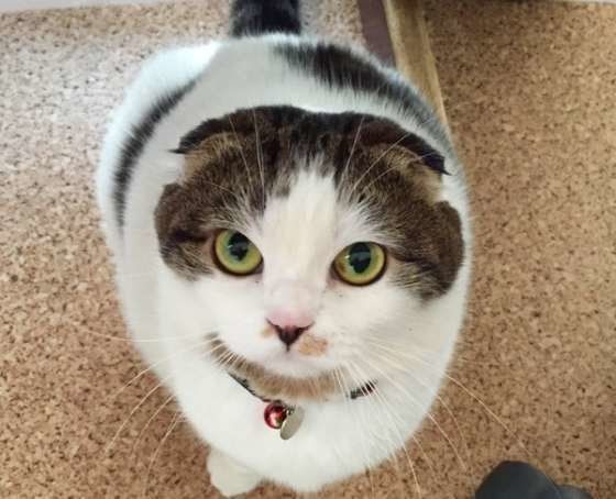 見上げるスコティッシュフォールド