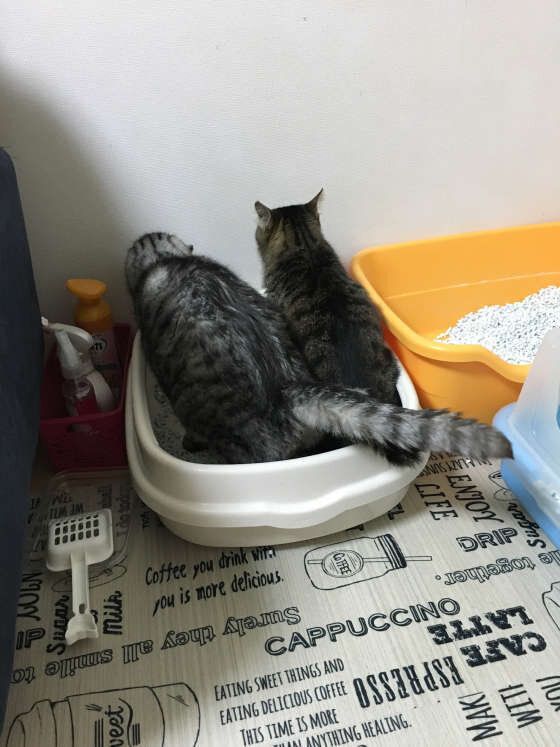 連れションする猫