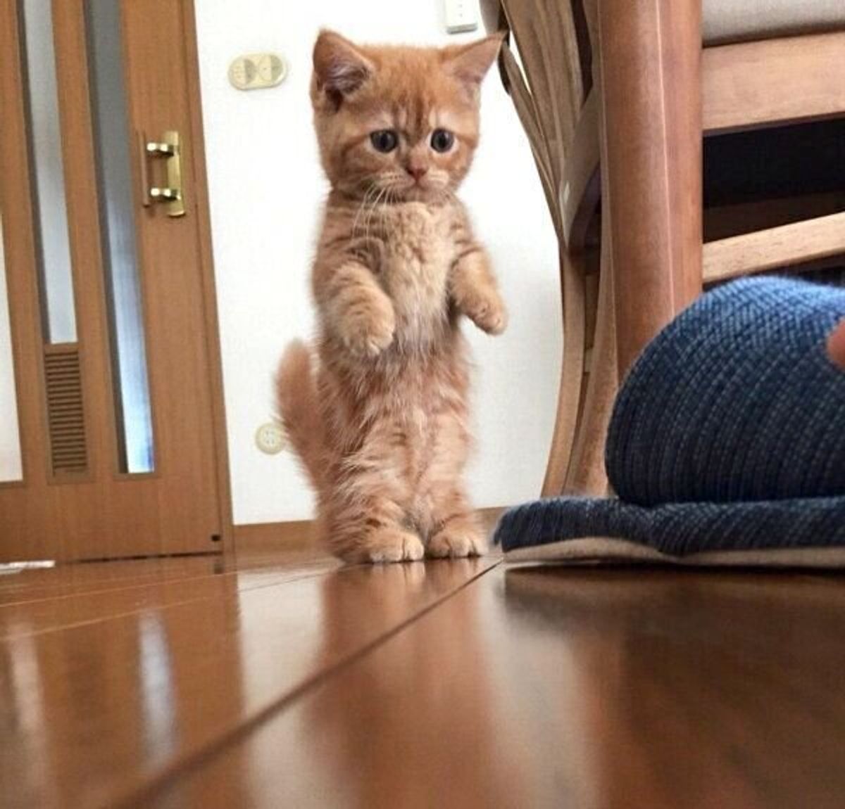 家に来て1週間で マンチ立ち を披露 おじいちゃん顔 が可愛い子猫の成長ビフォーアフターにほっこり ねこのきもちweb Magazine 家に来て1週間で マンチ立ち を披露 おじいちゃん顔 が可愛い子猫の成長ビフォーアフターにほっこり ねこのきもちweb Magazine