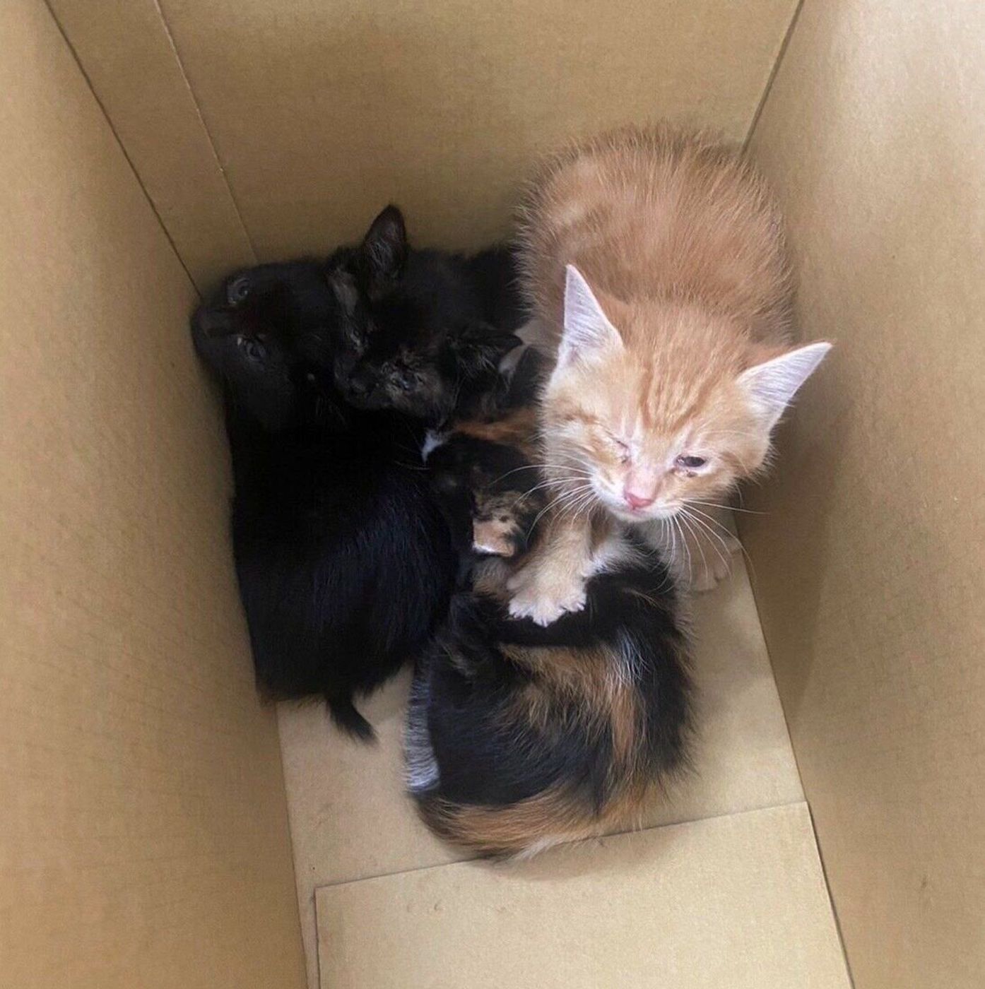 保護当時の子猫たち