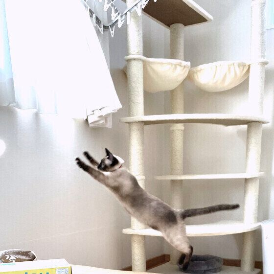 猫の小春ちゃん