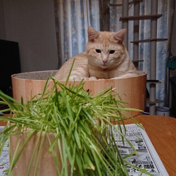 猫草を見つめる猫